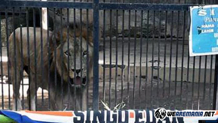 Aremania Ini Ingin Arema Pulangkan Jasad Singa Tegar ke Malang