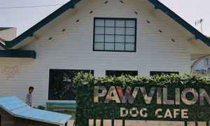 https://www.google.com/url?sa=i&url=https%3A%2F%2Fwww.traveloka.com%2Fid-id%2Frestaurants%2Findonesia%2Fdetail%2FPawvilion-Dog-Cafe-38684&psig=AOvVaw2ou6l-DNnjT9iYUhK0lThL&ust=1590738644280000&source=images&cd=vfe&ved=0CAMQjB1qFwoTCJjx1pWJ1ukCFQAAAAAdAAAAABAX