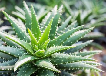 Di Masa Transisi New Normal, Hadir Kampung Aloevera di Kota Malang