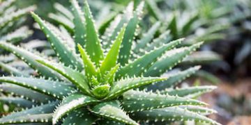 Di Masa Transisi New Normal, Hadir Kampung Aloevera di Kota Malang