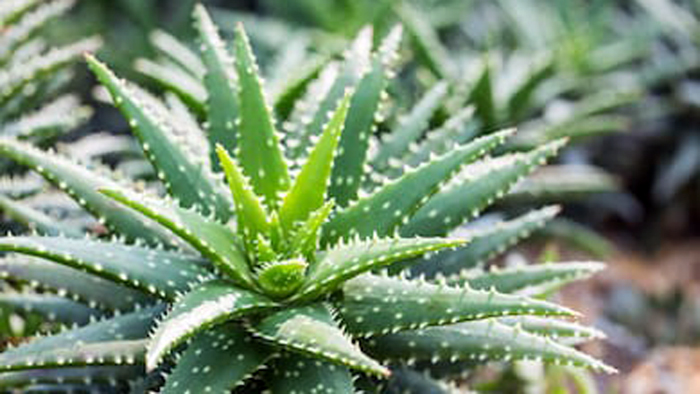 Di Masa Transisi New Normal, Hadir Kampung Aloevera di Kota Malang