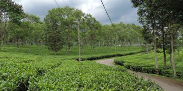 https://www.google.com/url?sa=i&url=https%3A%2F%2Fwww.alamasedy.com%2F2016%2F03%2Fwisata-edukasi-di-kebun-kebun-teh.html&psig=AOvVaw1eCOAkq038effSb7KtZS2y&ust=1595556983598000&source=images&cd=vfe&ved=0CAMQjB1qFwoTCLjFxpKn4uoCFQAAAAAdAAAAABAP