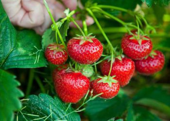 https://www.google.com/url?sa=i&url=https%3A%2F%2Fwisatamalangbatu.com%2Fpetik-buah-strawberry-pujon-batu-malang%2F&psig=AOvVaw24yjhfuzVMmJ4-lYKrO8dn&ust=1595851788814000&source=images&cd=vfe&ved=0CAMQjB1qFwoTCMj19a3x6uoCFQAAAAAdAAAAABAD