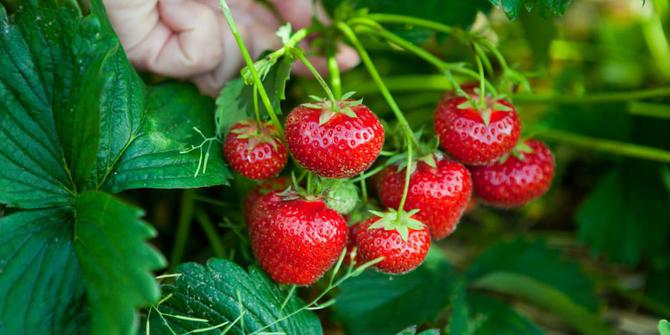 https://www.google.com/url?sa=i&url=https%3A%2F%2Fwisatamalangbatu.com%2Fpetik-buah-strawberry-pujon-batu-malang%2F&psig=AOvVaw24yjhfuzVMmJ4-lYKrO8dn&ust=1595851788814000&source=images&cd=vfe&ved=0CAMQjB1qFwoTCMj19a3x6uoCFQAAAAAdAAAAABAD