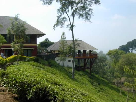 https://www.google.com/url?sa=i&url=https%3A%2F%2Fwww.tripadvisor.co.id%2FShowUserReviews-g3528938-d3523995-r401916052-Kebun_Teh_Wonosari-Lawang_East_Java_Java.html&psig=AOvVaw1h3wg8B57BWix2RmljNzf9&ust=1595641774006000&source=images&cd=vfe&ved=0CAMQjB1qFwoTCKCCuv_i5OoCFQAAAAAdAAAAABAD