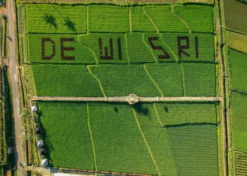 Wisata sawah Dewi Sri