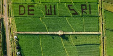 Wisata sawah Dewi Sri