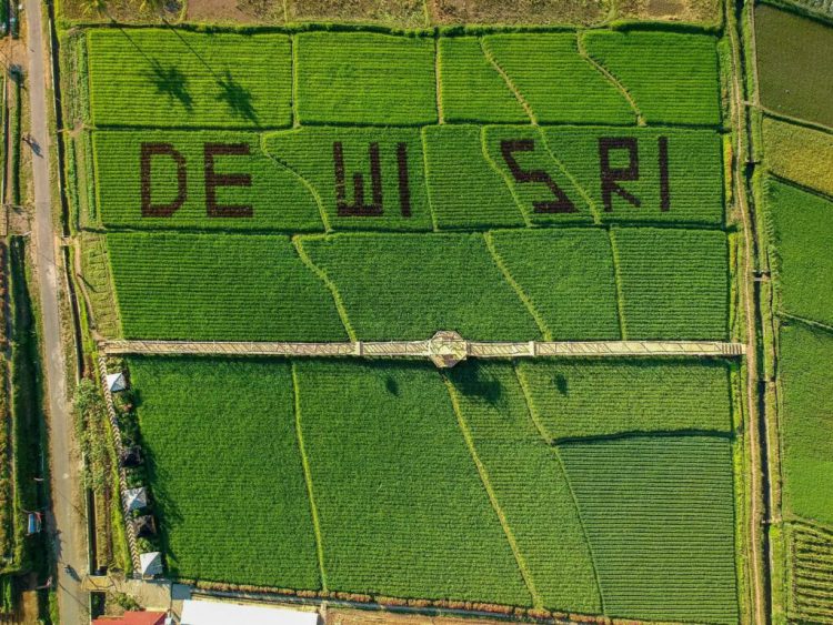 Wisata sawah Dewi Sri