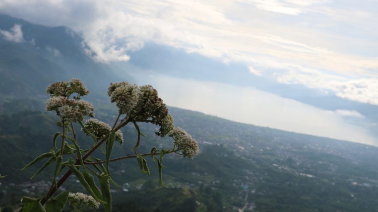 Bunga Edelweis