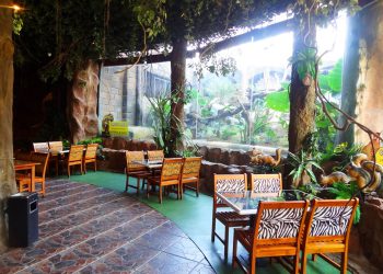 Jungle Fast Food Pohon Inn Batu, Sensasi Makan Ditemani Singa