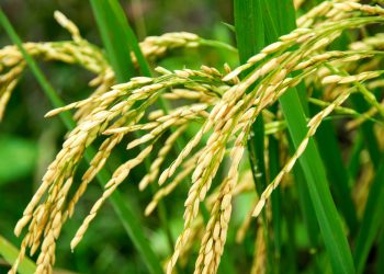 Produksi Padi Jatim