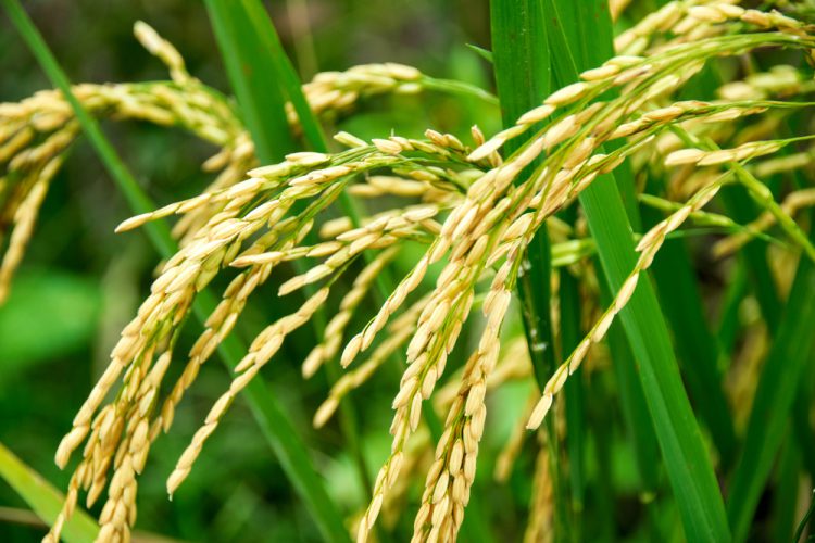 Produksi Padi Jatim
