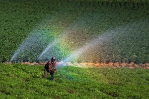 Petani Sumber Brantas