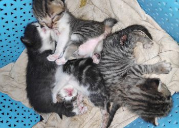 Daftar Alamat Pet Shop di Malang Raya