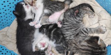 Daftar Alamat Pet Shop di Malang Raya