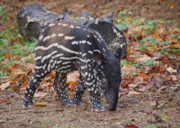 Bayi Tapir Malayan