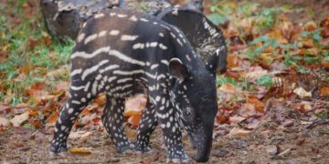 Bayi Tapir Malayan