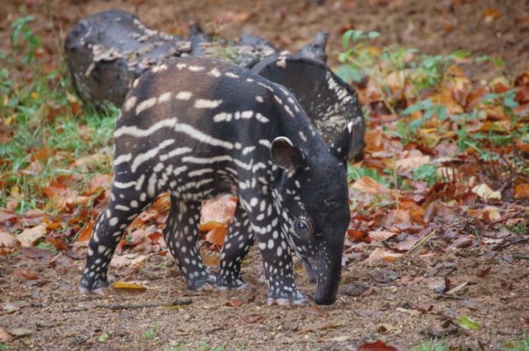 Bayi Tapir Malayan