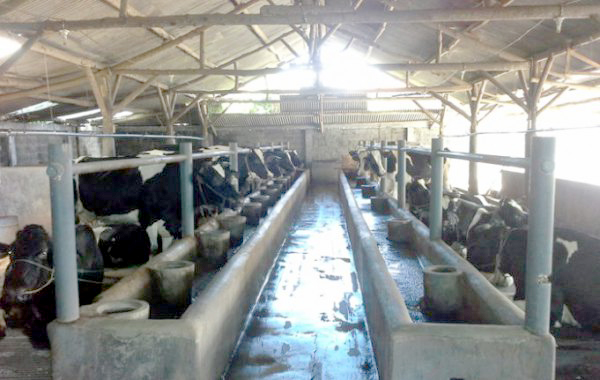 peternakan sapi