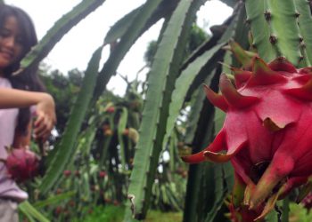 Daftar Alamat Kebun Buah Naga di Malang Raya