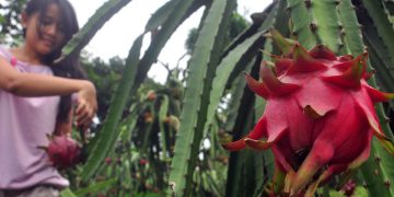 Daftar Alamat Kebun Buah Naga di Malang Raya