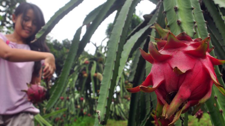 Daftar Alamat Kebun Buah Naga di Malang Raya