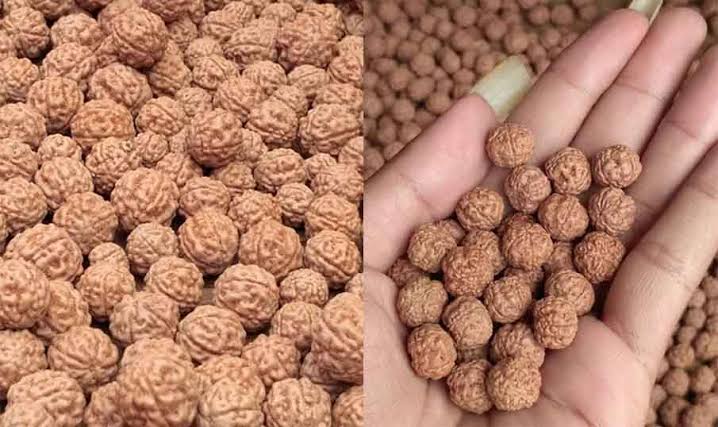 Biji buah Genitri (Foto : Blitar.com)