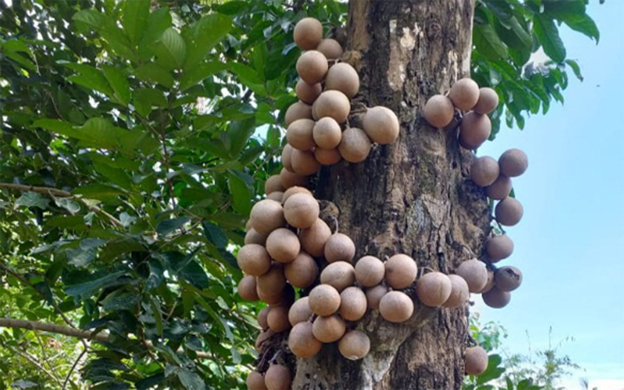 buah kepel