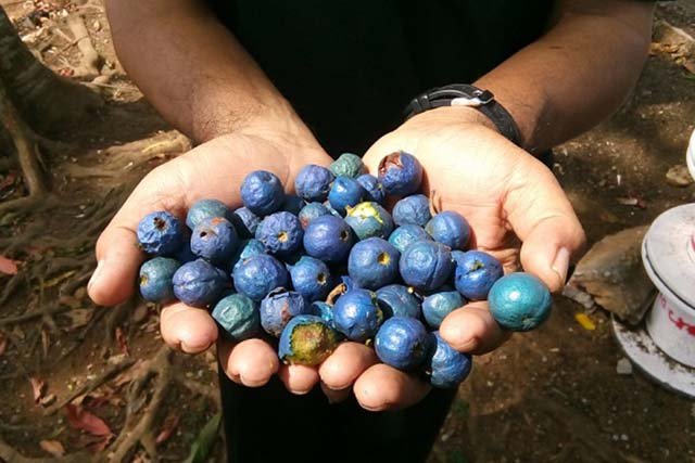 buah genitri