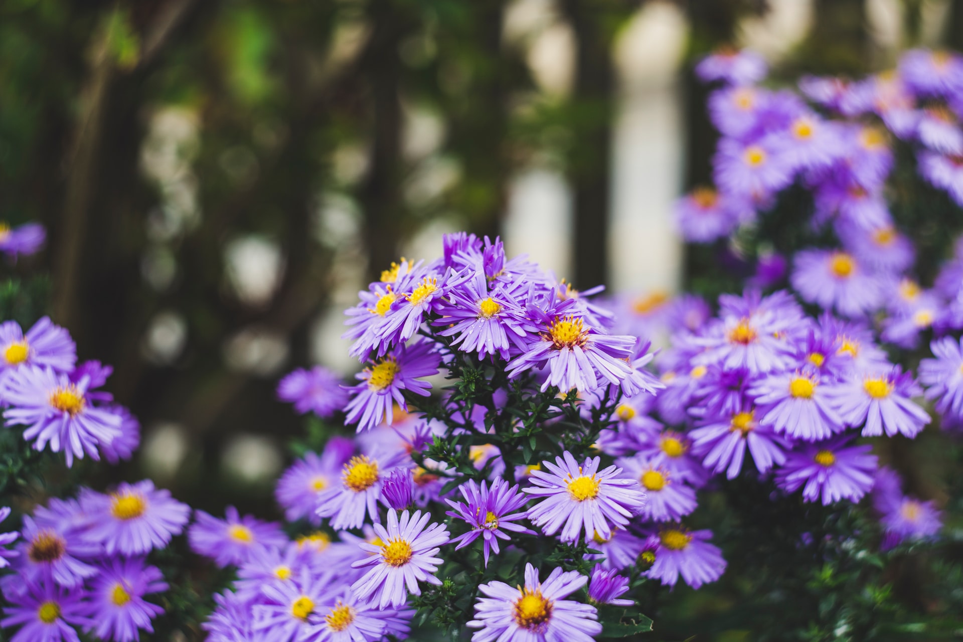 bunga aster pikok ungu