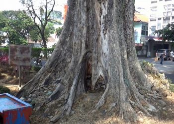 Banyak Pohon Tumbang, DLH Kota Malang Diminta Punya Alat Pendeteksi