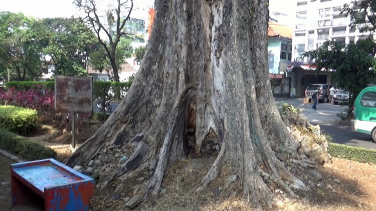 Banyak Pohon Tumbang, DLH Kota Malang Diminta Punya Alat Pendeteksi
