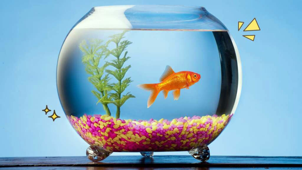 Daftar Toko Aquarium di Kota Malang