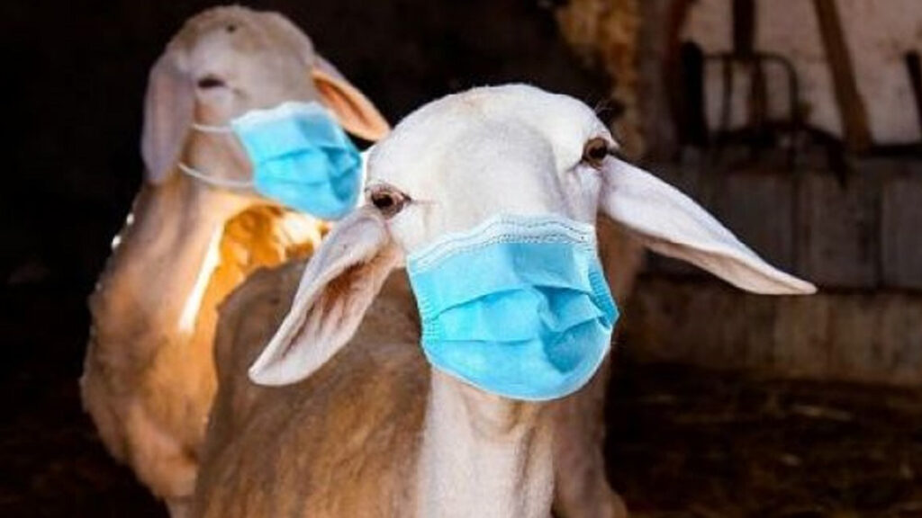 3 Golongan Orang yang Berhak Menerima Daging Kurban
