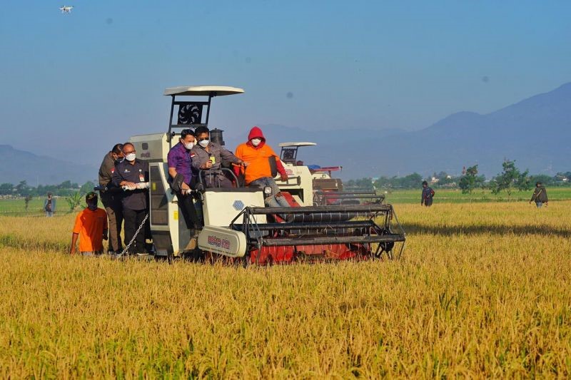 Sekali Panen Petani di Kecaman Singosari menghasilkan Rata-Rata 64,8 ton Padi